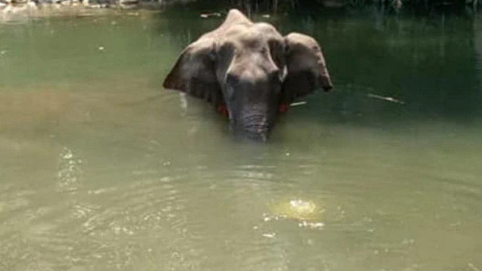 El elefante tenía una grave herida en su trompa y agonizó dos días.